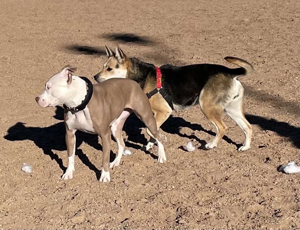 Gia, an adoptable Pit Bull Terrier in Mountainair, NM, 87036 | Photo Image 5