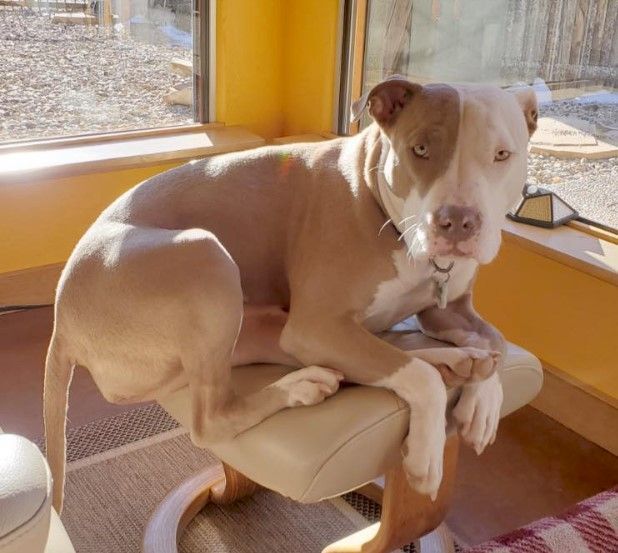Gia, an adoptable Pit Bull Terrier in Mountainair, NM, 87036 | Photo Image 6