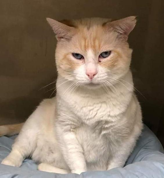 Rocky (fka Marshmallow), an adoptable Domestic Short Hair, Siamese in Ballwin, MO, 63011 | Photo Image 1