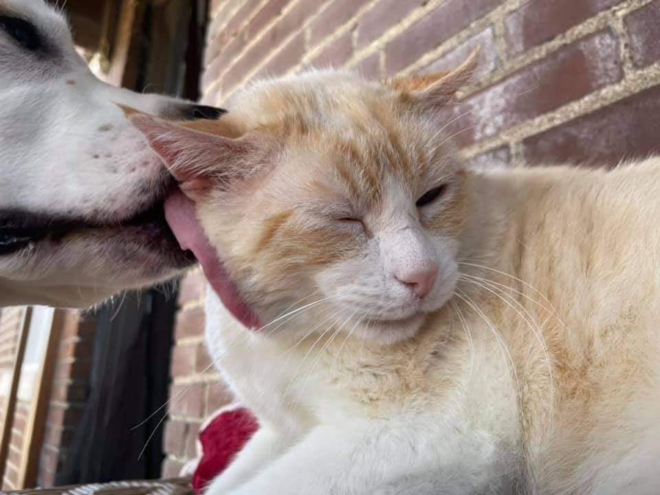 Rocky (fka Marshmallow), an adoptable Domestic Short Hair, Siamese in Ballwin, MO, 63011 | Photo Image 3