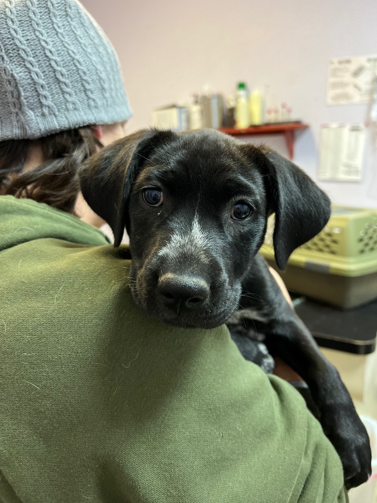 Dog for adoption Twinkle Toes (Pup8), a Pit Bull Terrier