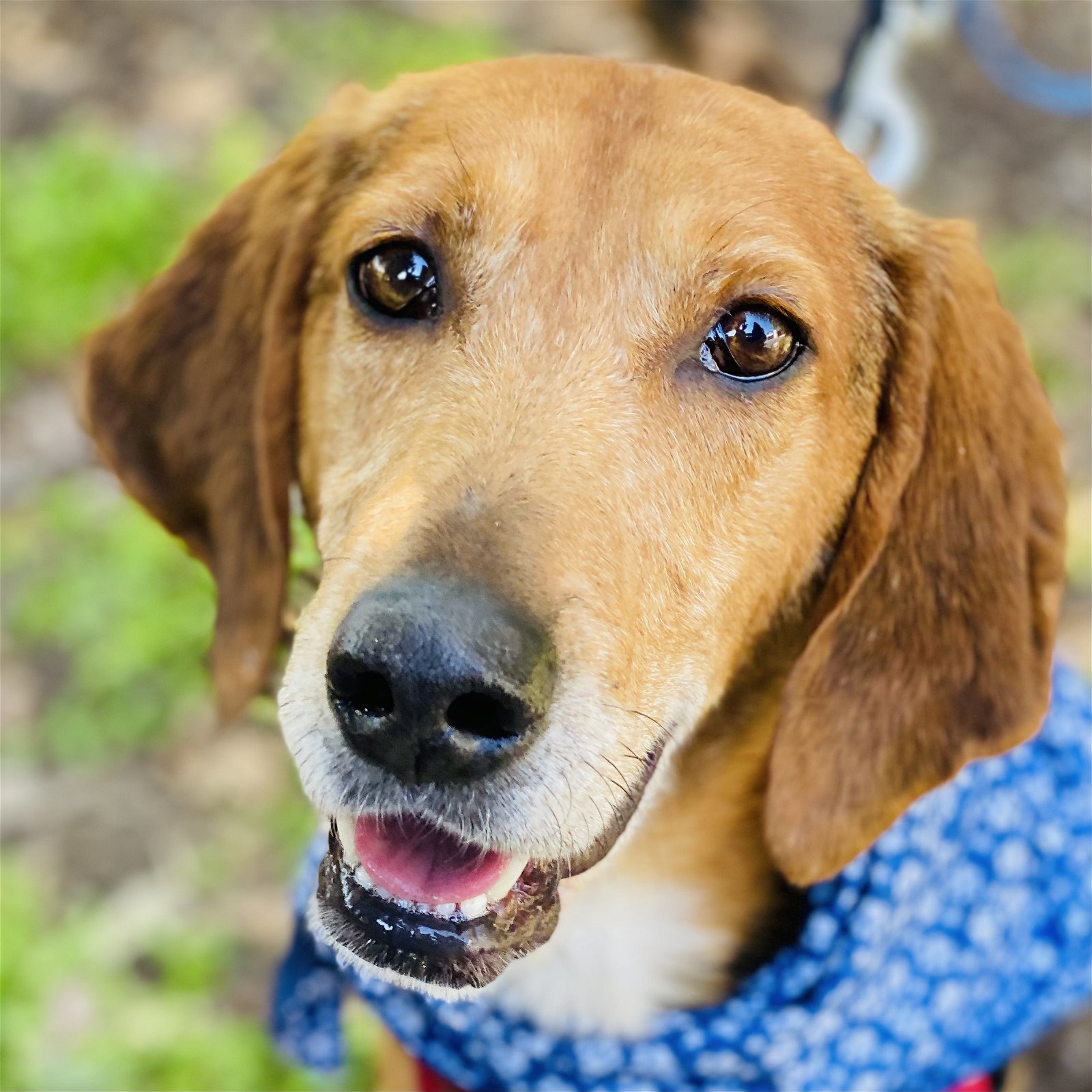 Hermey *Adopt*, an adoptable Hound in Fairfax, VA, 22038 | Photo Image 1