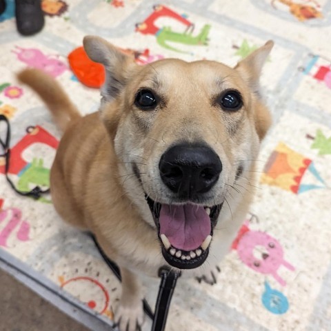 Billie, an adoptable German Shepherd Dog, Mixed Breed in Wheeling, IL, 60090 | Photo Image 1