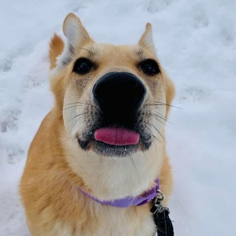 Billie, an adoptable German Shepherd Dog, Mixed Breed in Wheeling, IL, 60090 | Photo Image 2