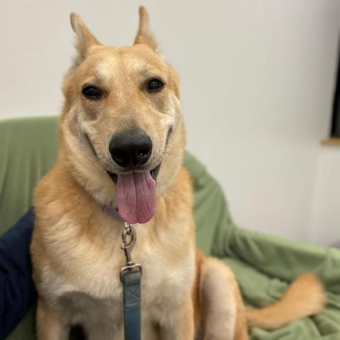 Billie, an adoptable German Shepherd Dog, Mixed Breed in Wheeling, IL, 60090 | Photo Image 2