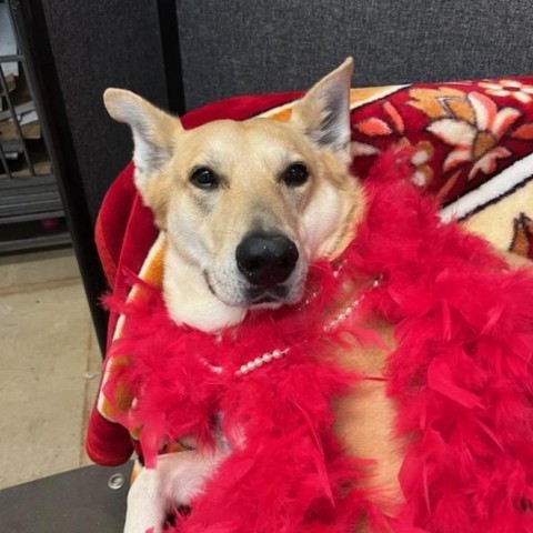 Billie, an adoptable German Shepherd Dog, Mixed Breed in Wheeling, IL, 60090 | Photo Image 5