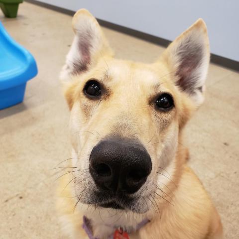 Billie, an adoptable German Shepherd Dog, Mixed Breed in Wheeling, IL, 60090 | Photo Image 6