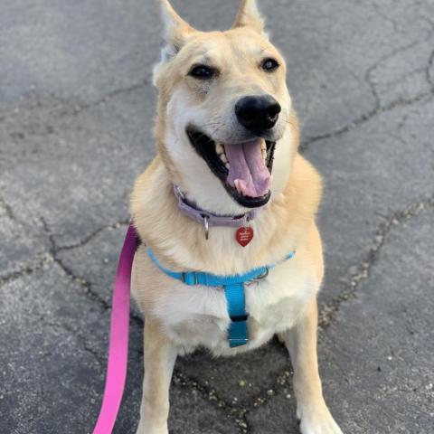 Billie, an adoptable German Shepherd Dog, Mixed Breed in Wheeling, IL, 60090 | Photo Image 6