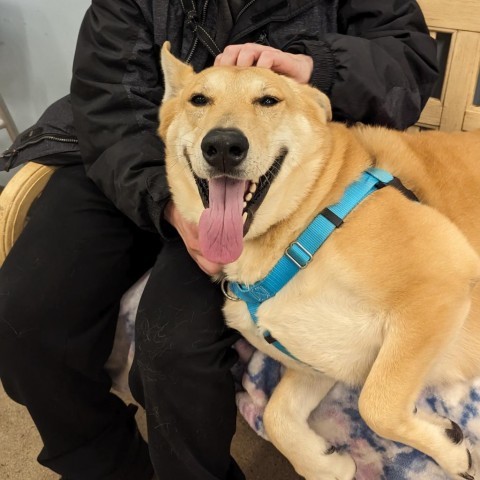 Billie, an adoptable German Shepherd Dog, Mixed Breed in Wheeling, IL, 60090 | Photo Image 6