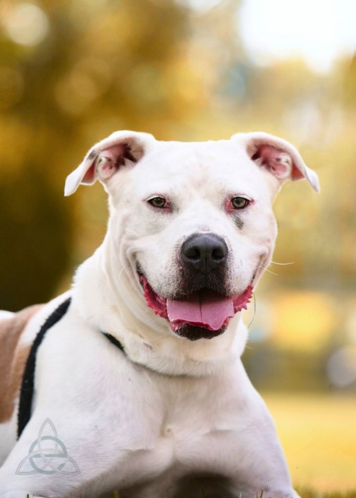 Enoch, an adoptable American Bulldog & Boxer Mix in Harrisburg, PA_image-2
