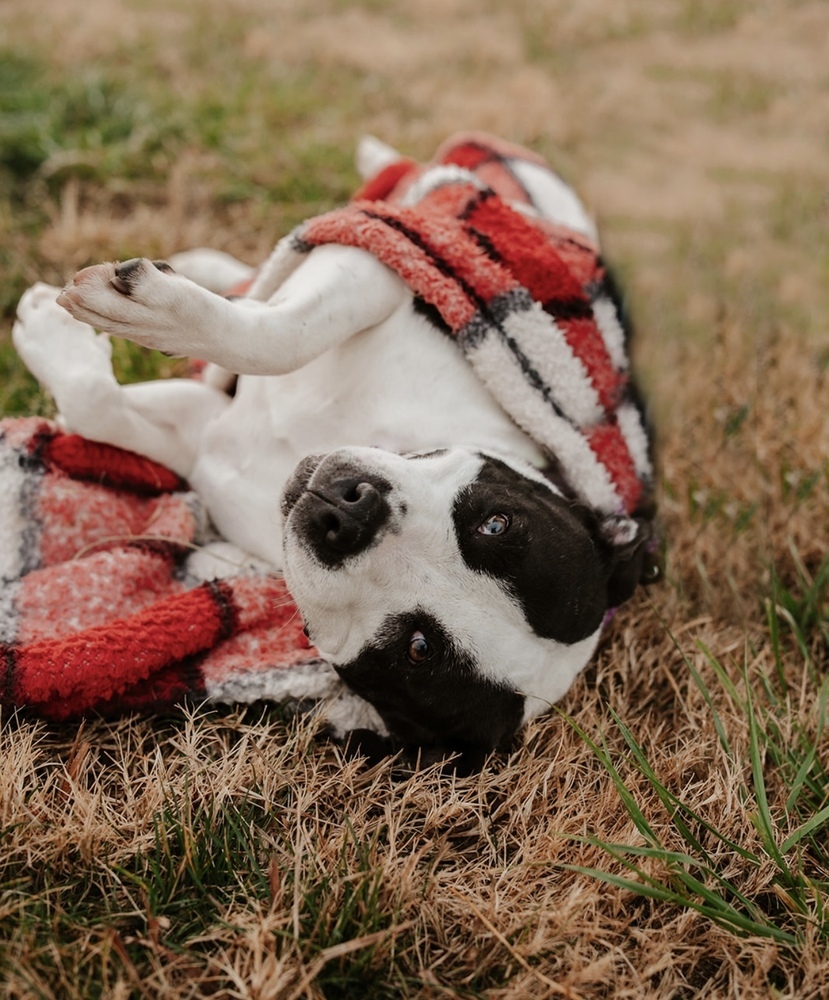 Rozzi May, an adoptable Pit Bull Terrier in Dickson, TN, 37055 | Photo Image 1