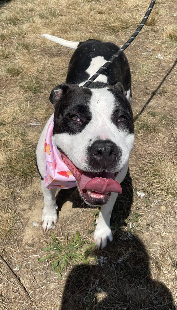 Rozzi May, an adoptable Pit Bull Terrier in Dickson, TN, 37055 | Photo Image 2