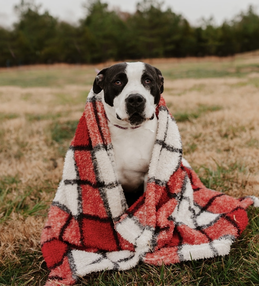 Rozzi May, an adoptable Pit Bull Terrier in Dickson, TN, 37055 | Photo Image 3