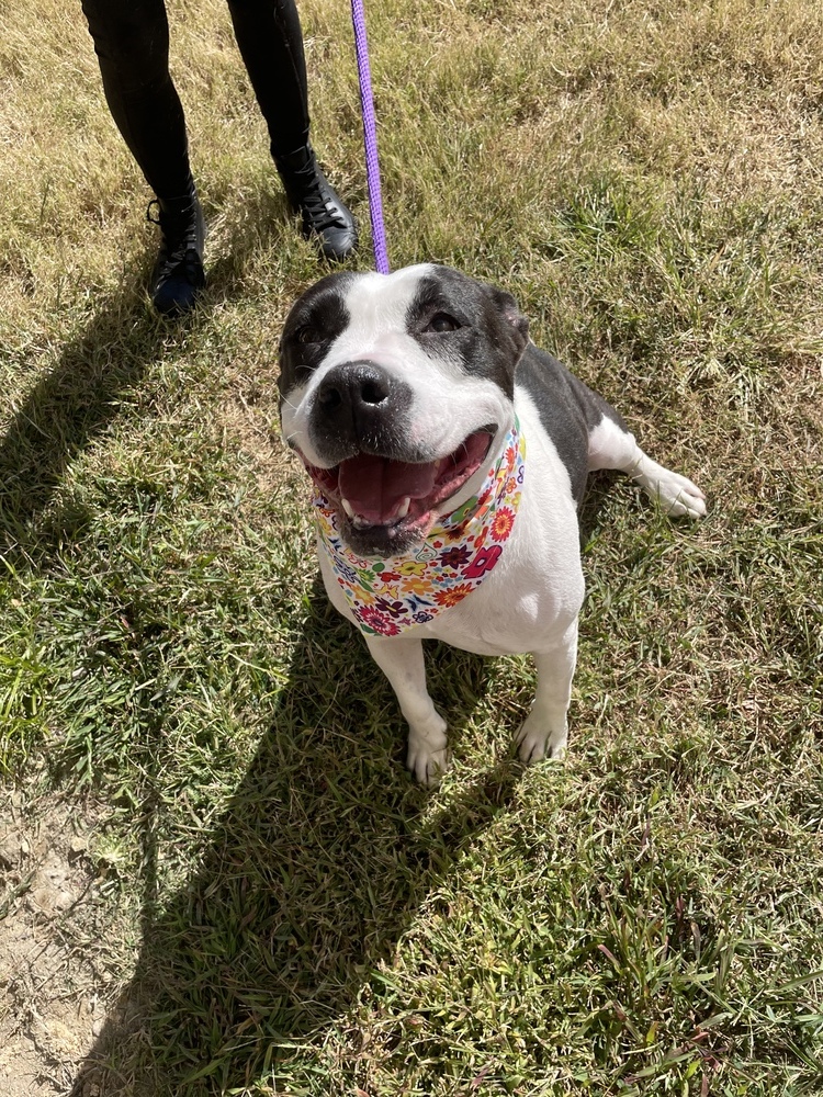 Rozzi May, an adoptable Pit Bull Terrier in Dickson, TN, 37055 | Photo Image 4