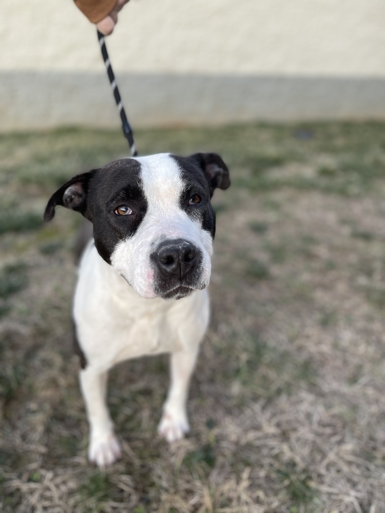 Rozzi May, an adoptable Pit Bull Terrier in Dickson, TN, 37055 | Photo Image 5