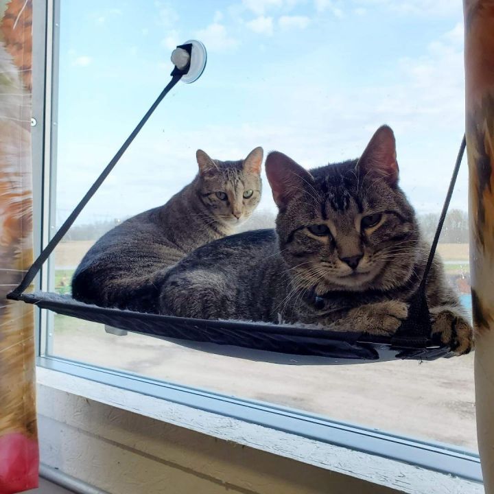 Mr.Darcy & Sadie, an adoptable Domestic Short Hair Mix in Rochester, NY_image-1