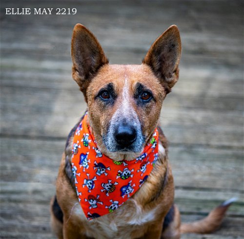 Ellie May 2219