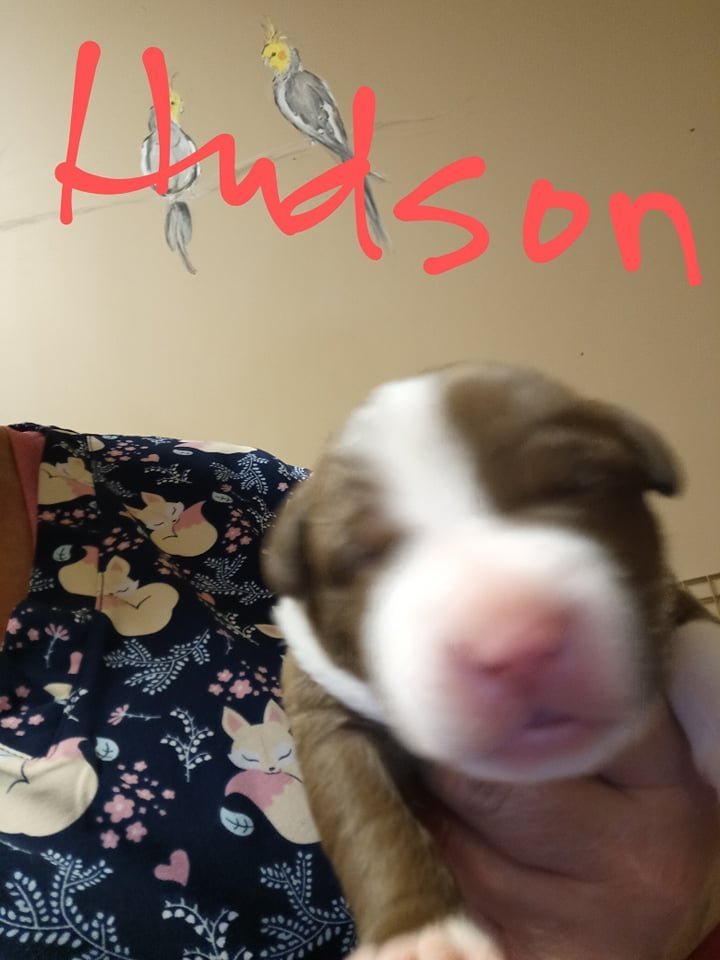 Hudson