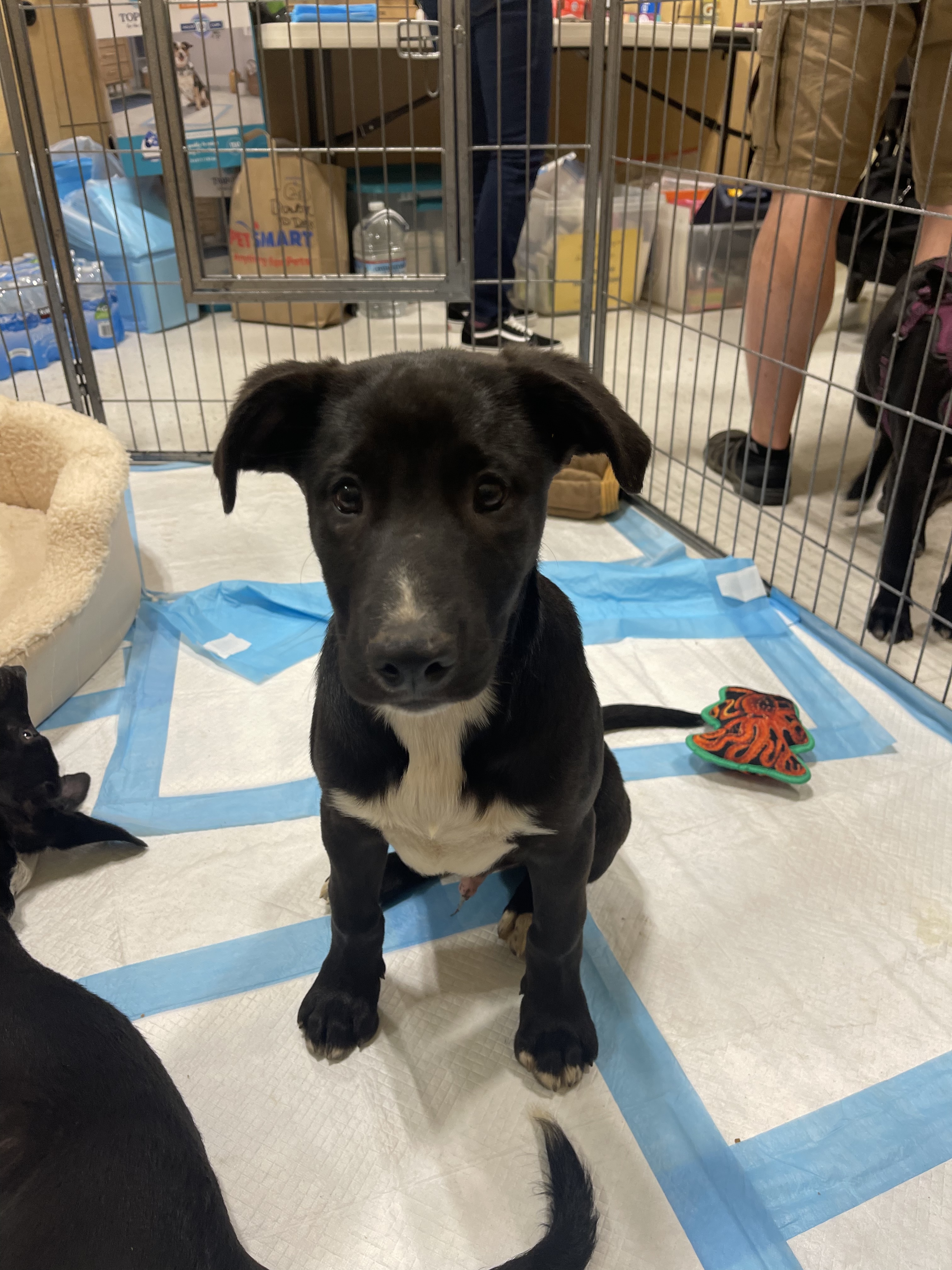 4 month old Lab/Shepherd/Pitbull mix