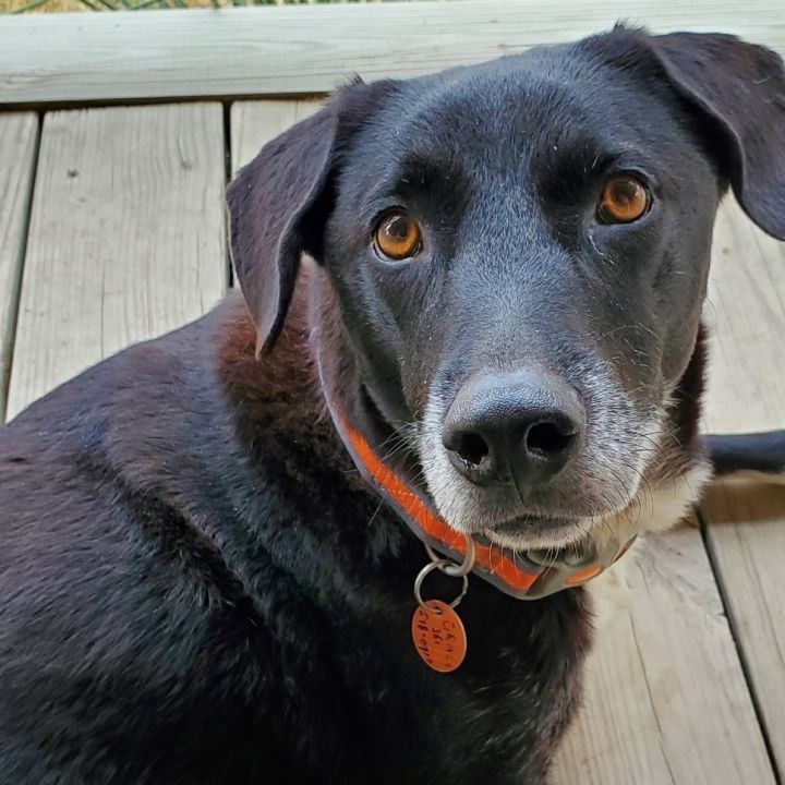 Grace, an adoptable Labrador Retriever Mix in Willington, CT_image-1