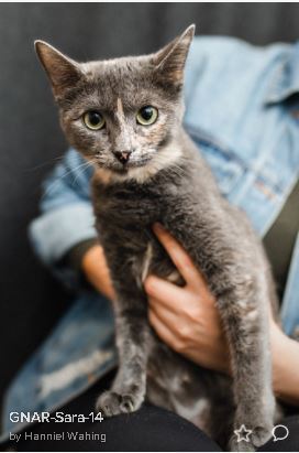 Cristal, an adoptable Domestic Short Hair in Katy, TX, 77494 | Photo Image 1