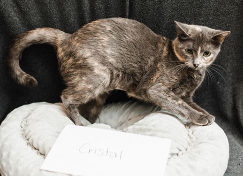 Cristal, an adoptable Domestic Short Hair in Katy, TX, 77494 | Photo Image 2