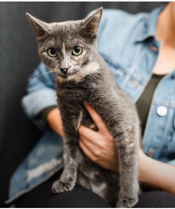 Cristal, an adoptable Domestic Short Hair in Katy, TX, 77494 | Photo Image 3