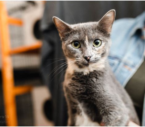 Cristal, an adoptable Domestic Short Hair in Katy, TX, 77494 | Photo Image 4