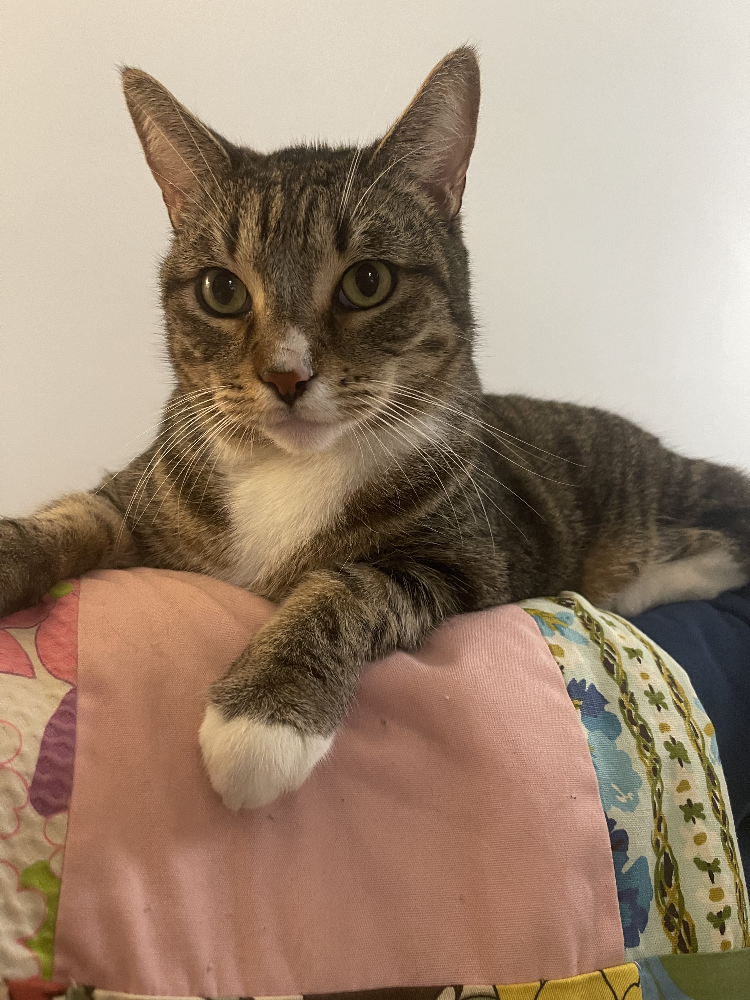 Teddy (& Tabby), an adoptable Domestic Short Hair, Tabby in Los Angeles, CA, 90035 | Photo Image 1