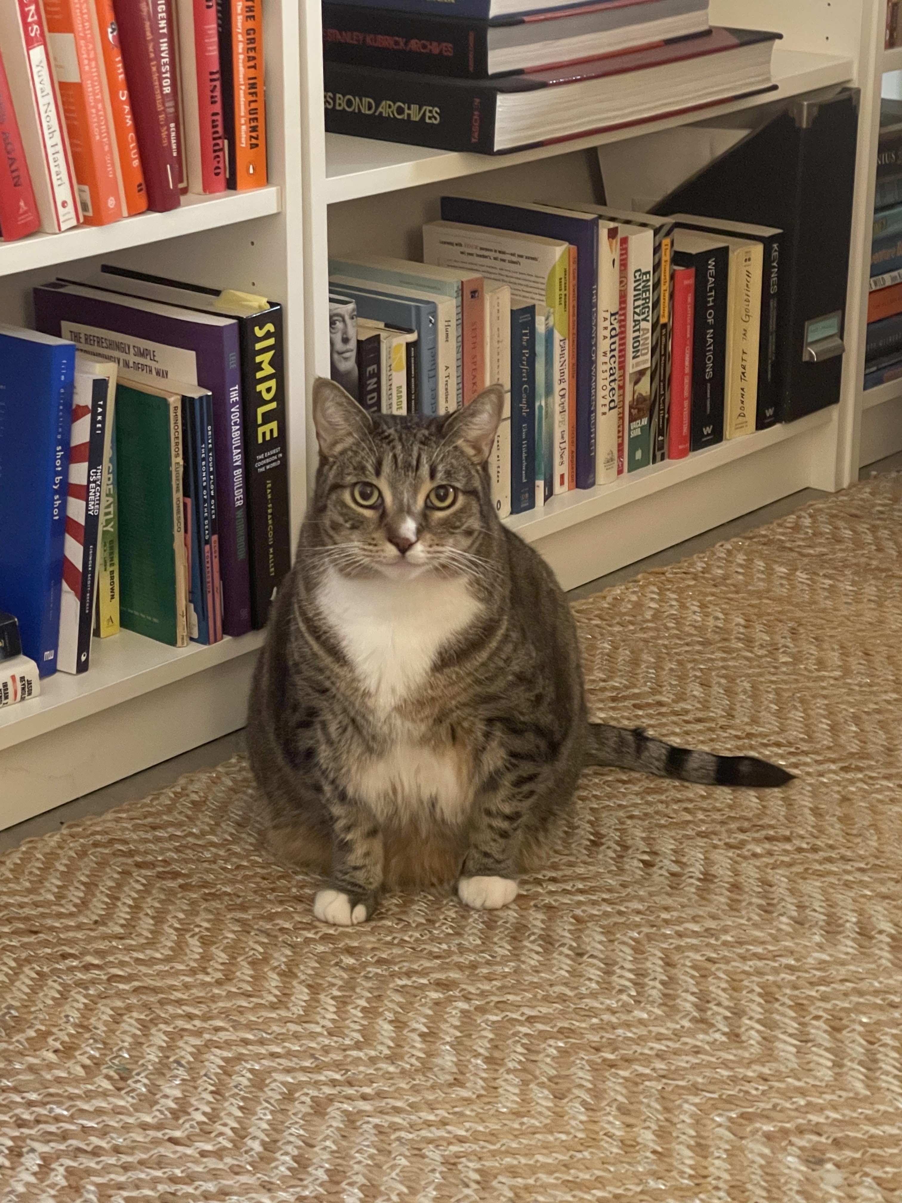 Teddy (& Tabby), an adoptable Domestic Short Hair, Tabby in Los Angeles, CA, 90035 | Photo Image 2