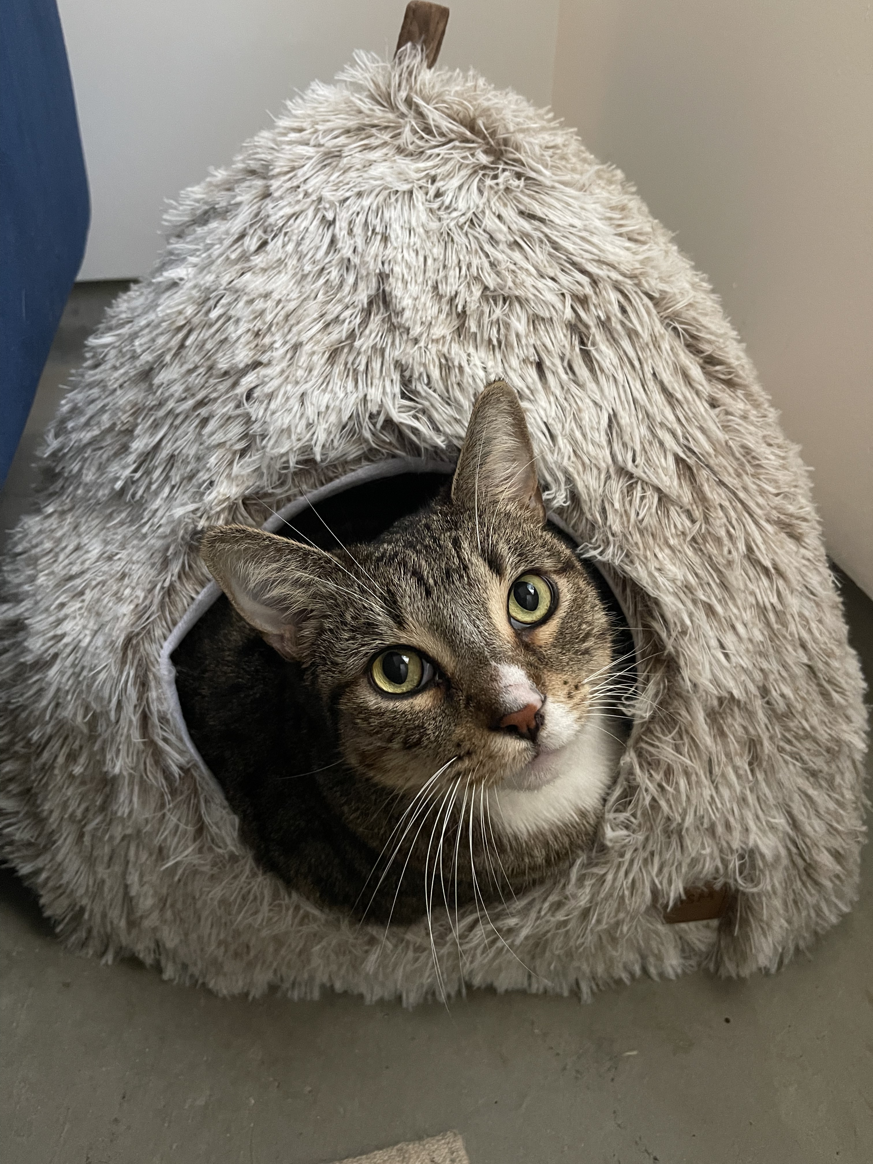 Teddy (& Tabby), an adoptable Domestic Short Hair, Tabby in Los Angeles, CA, 90035 | Photo Image 3