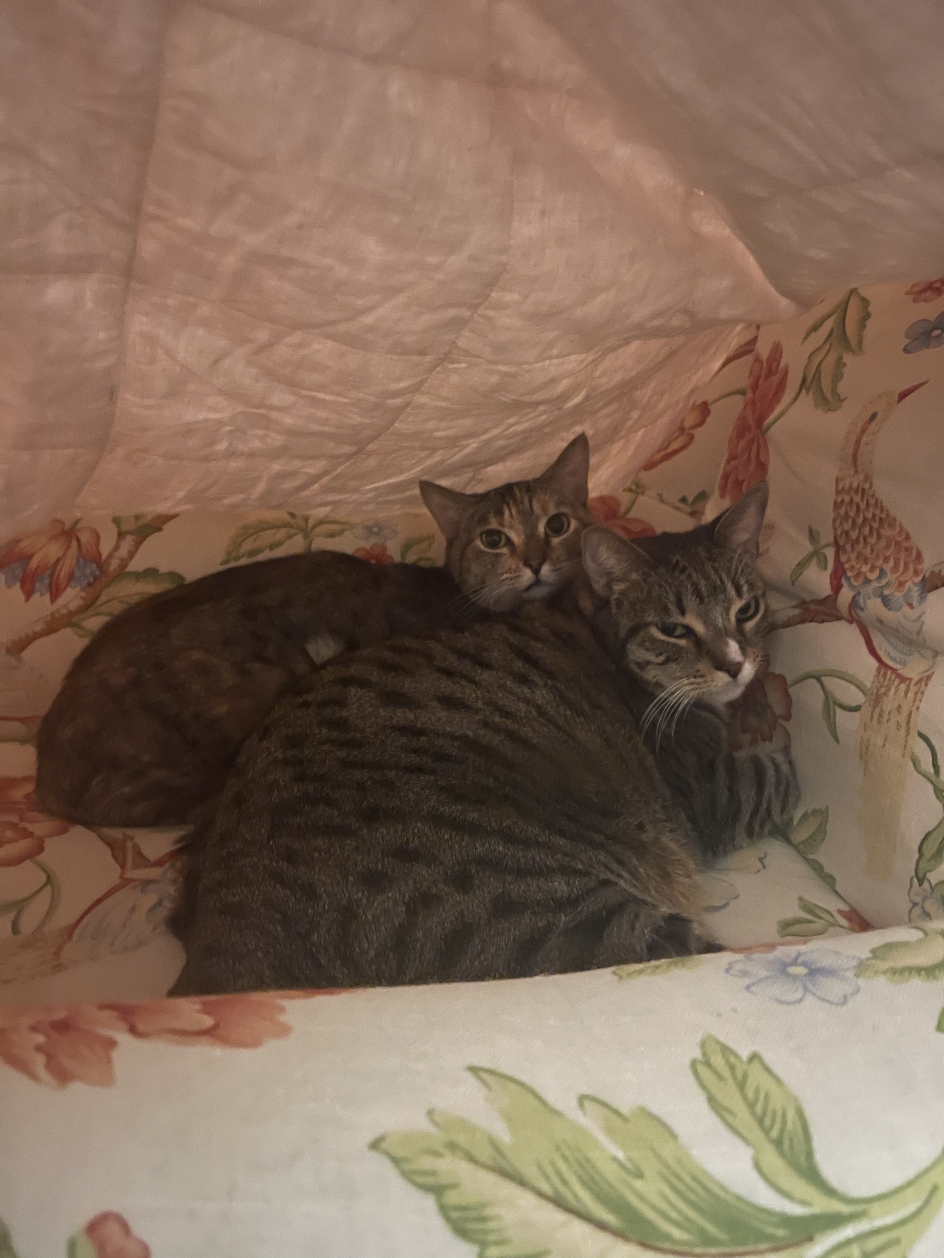 Teddy (& Tabby), an adoptable Domestic Short Hair, Tabby in Los Angeles, CA, 90035 | Photo Image 4