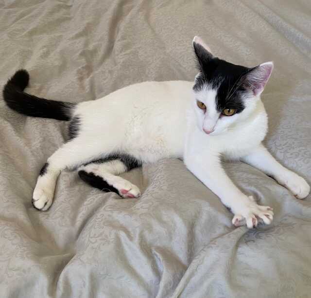 Bandit A Cow Kitty 2