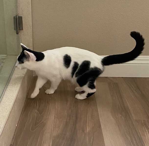 Bandit A Cow Kitty 3