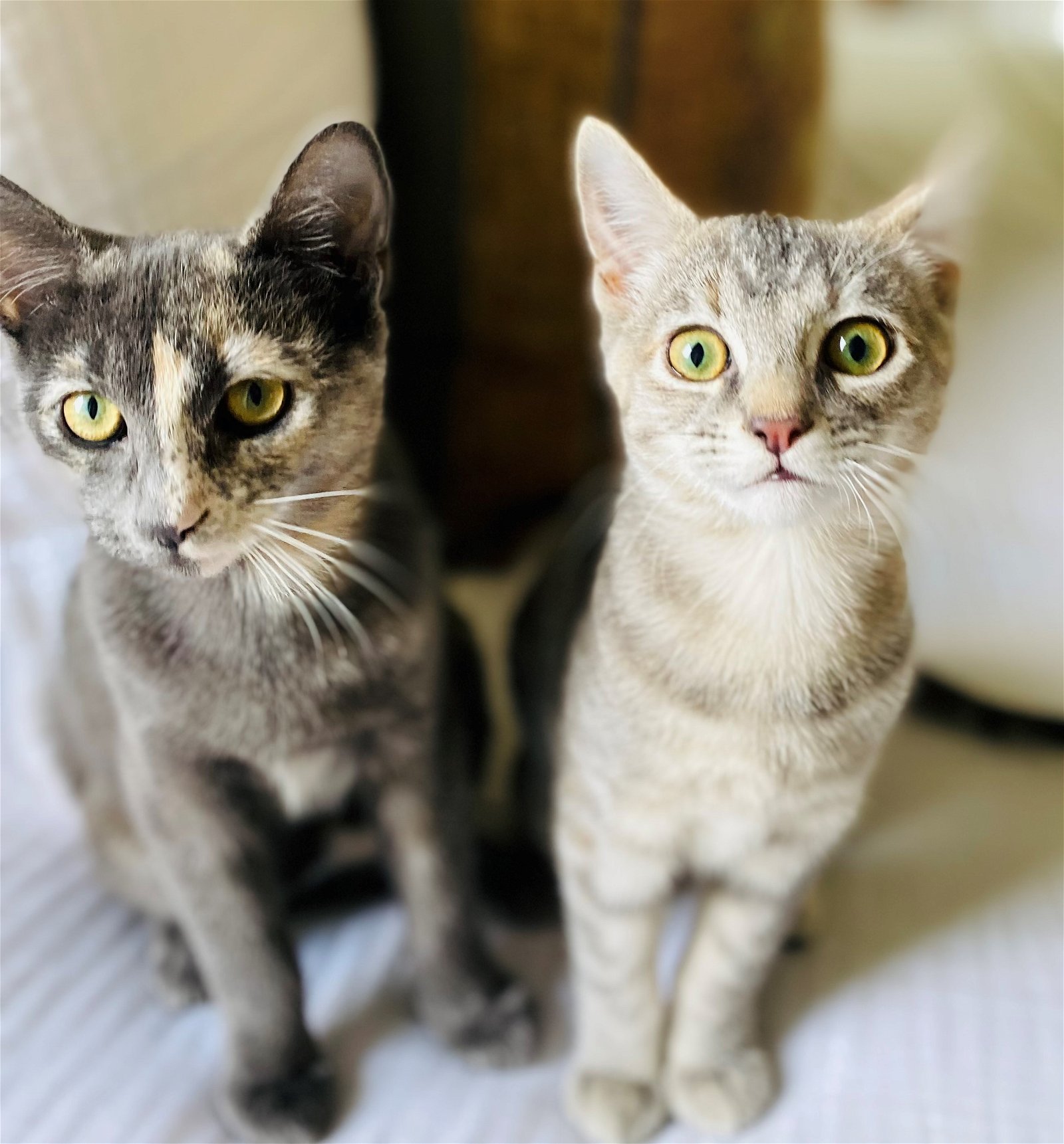 Saari - Adopt Me With My Pretty Sister Bo!, an adoptable Domestic Short Hair, Bengal in Newport Beach, CA, 92658 | Photo Image 1