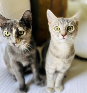 Saari - Adopt Me With My Pretty Sister Bo!