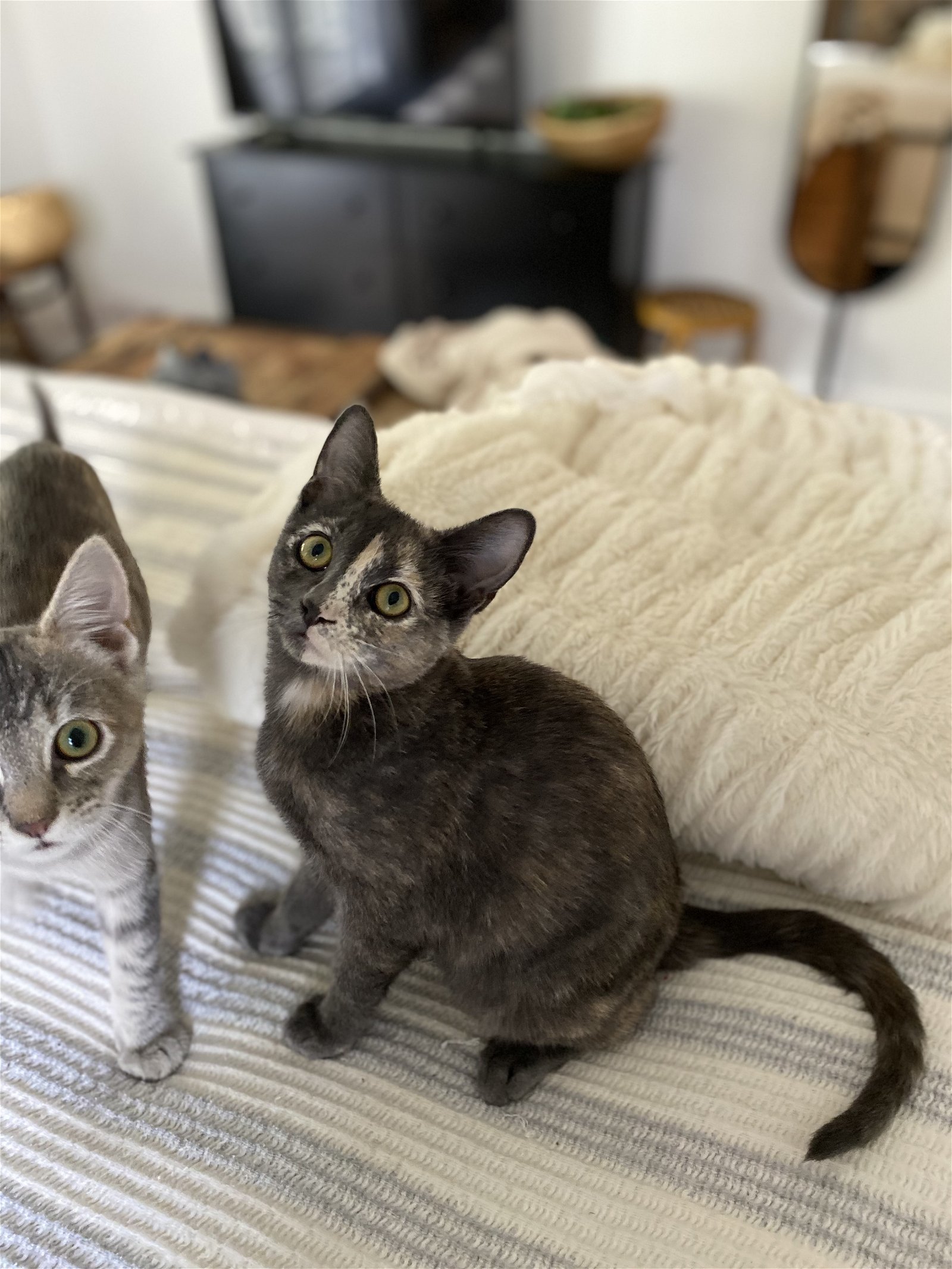 Saari - Adopt Me With My Pretty Sister Bo!, an adoptable Domestic Short Hair, Bengal in Newport Beach, CA, 92658 | Photo Image 2