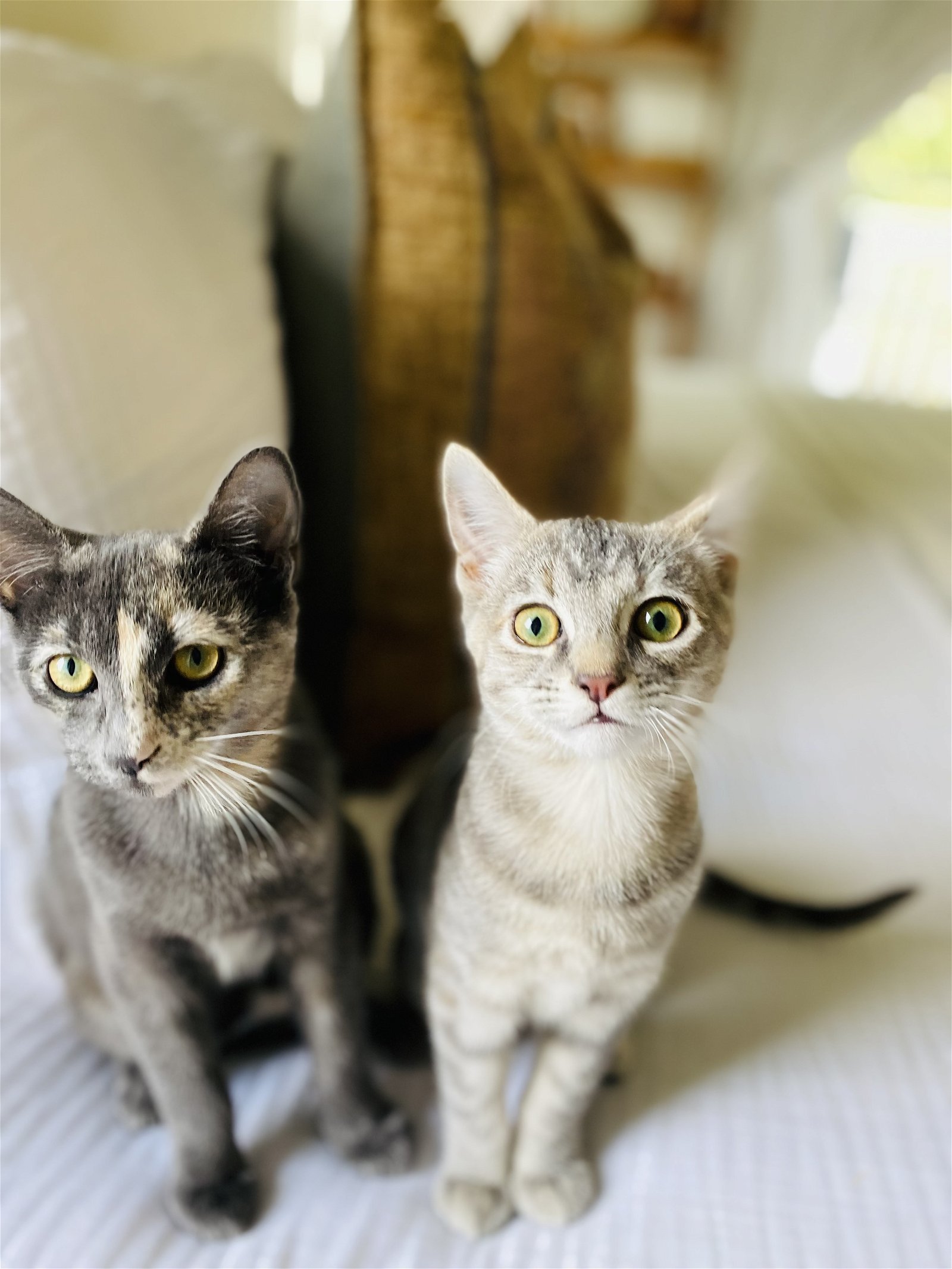 Saari - Adopt Me With My Pretty Sister Bo!, an adoptable Domestic Short Hair, Bengal in Newport Beach, CA, 92658 | Photo Image 3