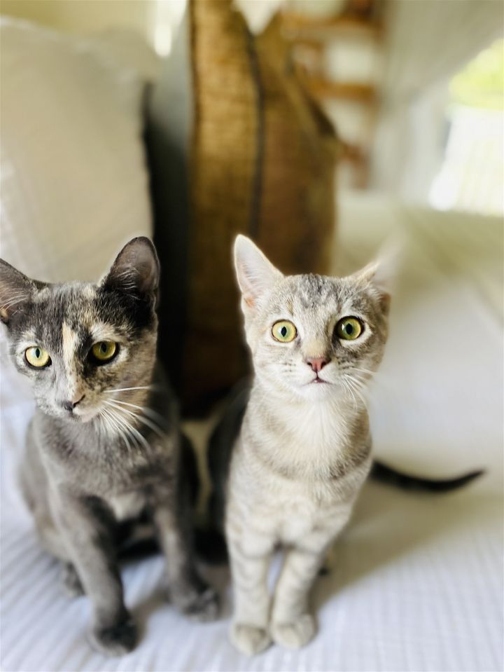 Saari - Adopt Me With My Pretty Sister Bo! 3