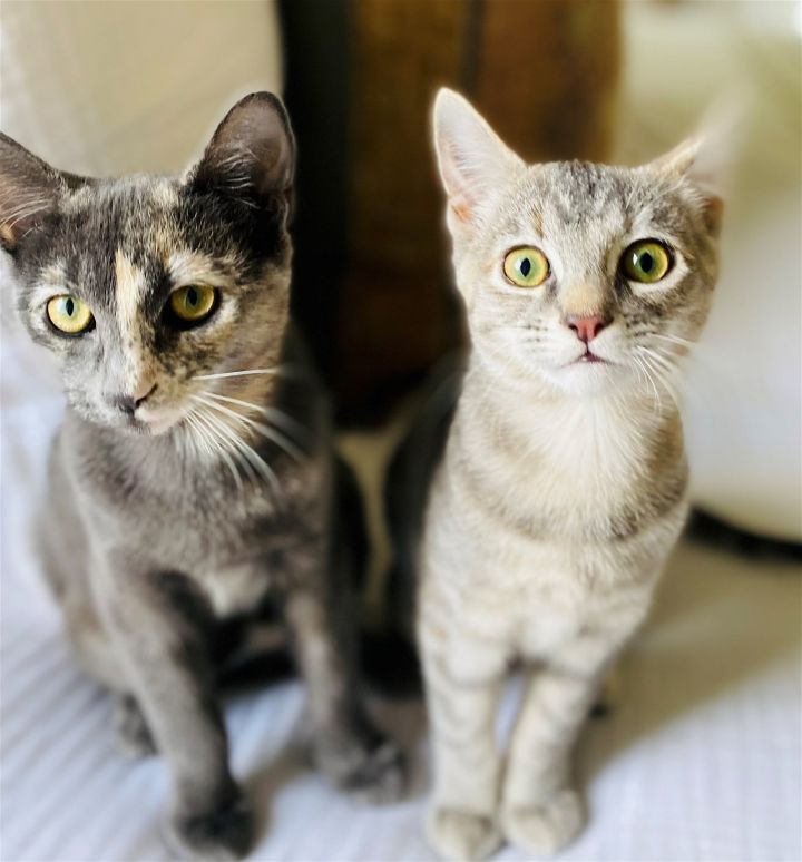 Bonded fashion cats for adoption