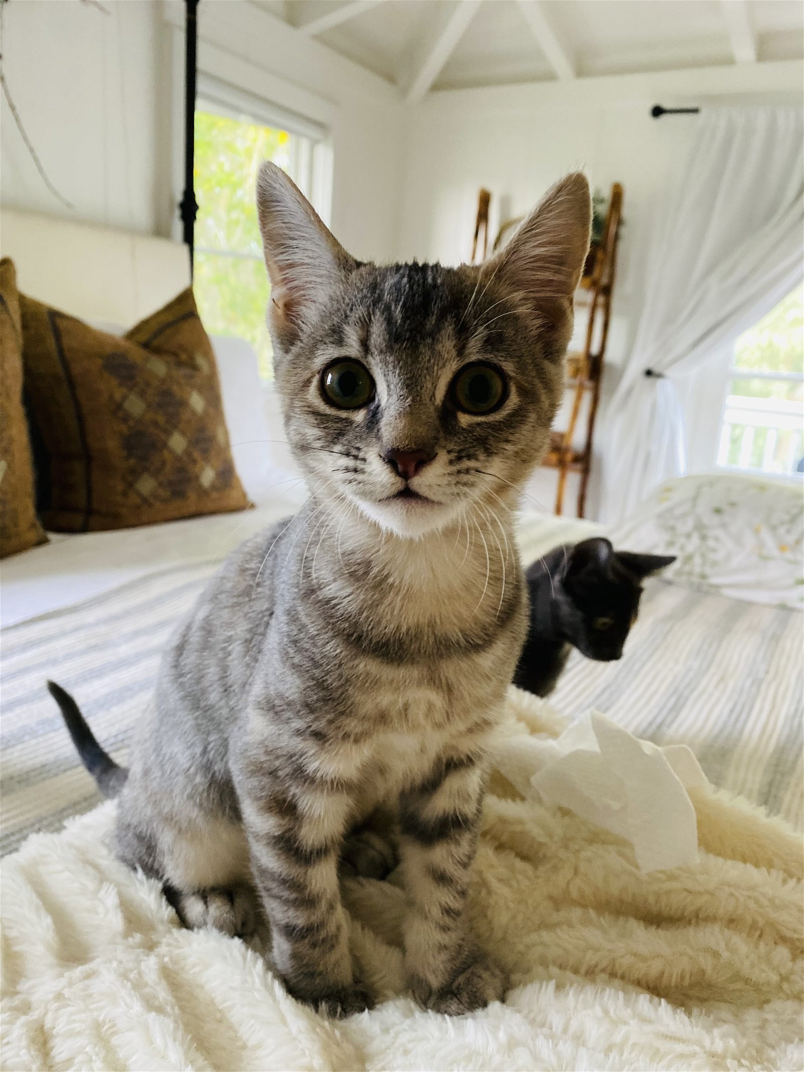 Bo & Saari - A Bonded Pair, an adoptable Domestic Short Hair, Bengal in Newport Beach, CA, 92658 | Photo Image 3