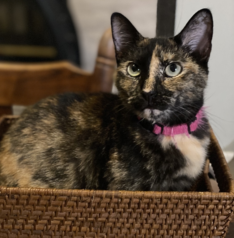 Athena, an adoptable Domestic Short Hair in Panama City Beach, FL, 32408 | Photo Image 5