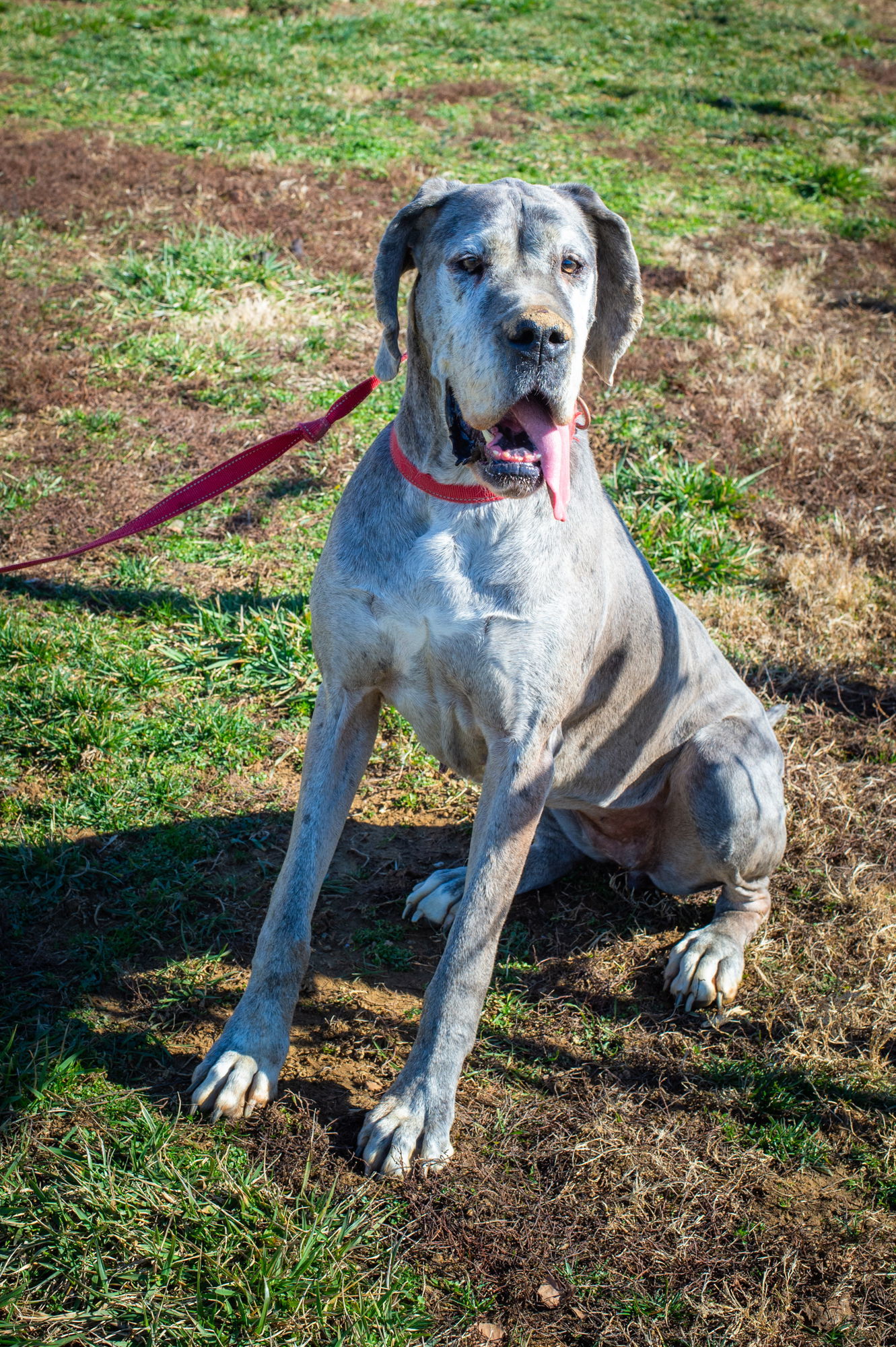 Rajah, an adoptable Great Dane in Chambersburg, PA, 17202 | Photo Image 1