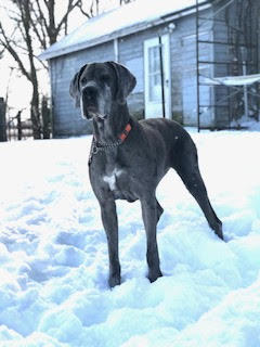 Rajah, an adoptable Great Dane in Chambersburg, PA, 17202 | Photo Image 2