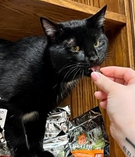 Binx **MEET AT AVE SAINTS VET** 3
