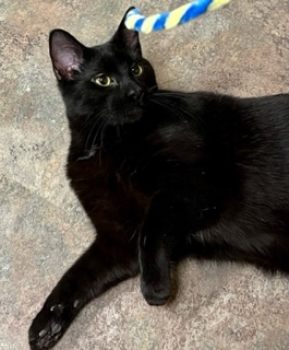Cat for adoption - Jinx **MEET AT AVE OF THE SAINTS VET**, a Domestic Short  Hair in Waverly, IA | Petfinder