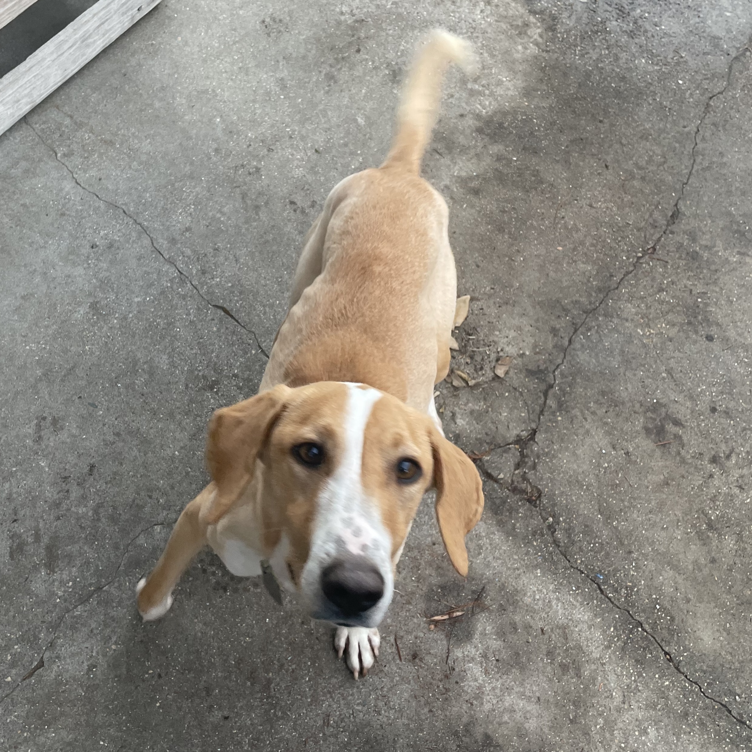 Boone, an adoptable Hound in New Orleans, LA, 70116 | Photo Image 2
