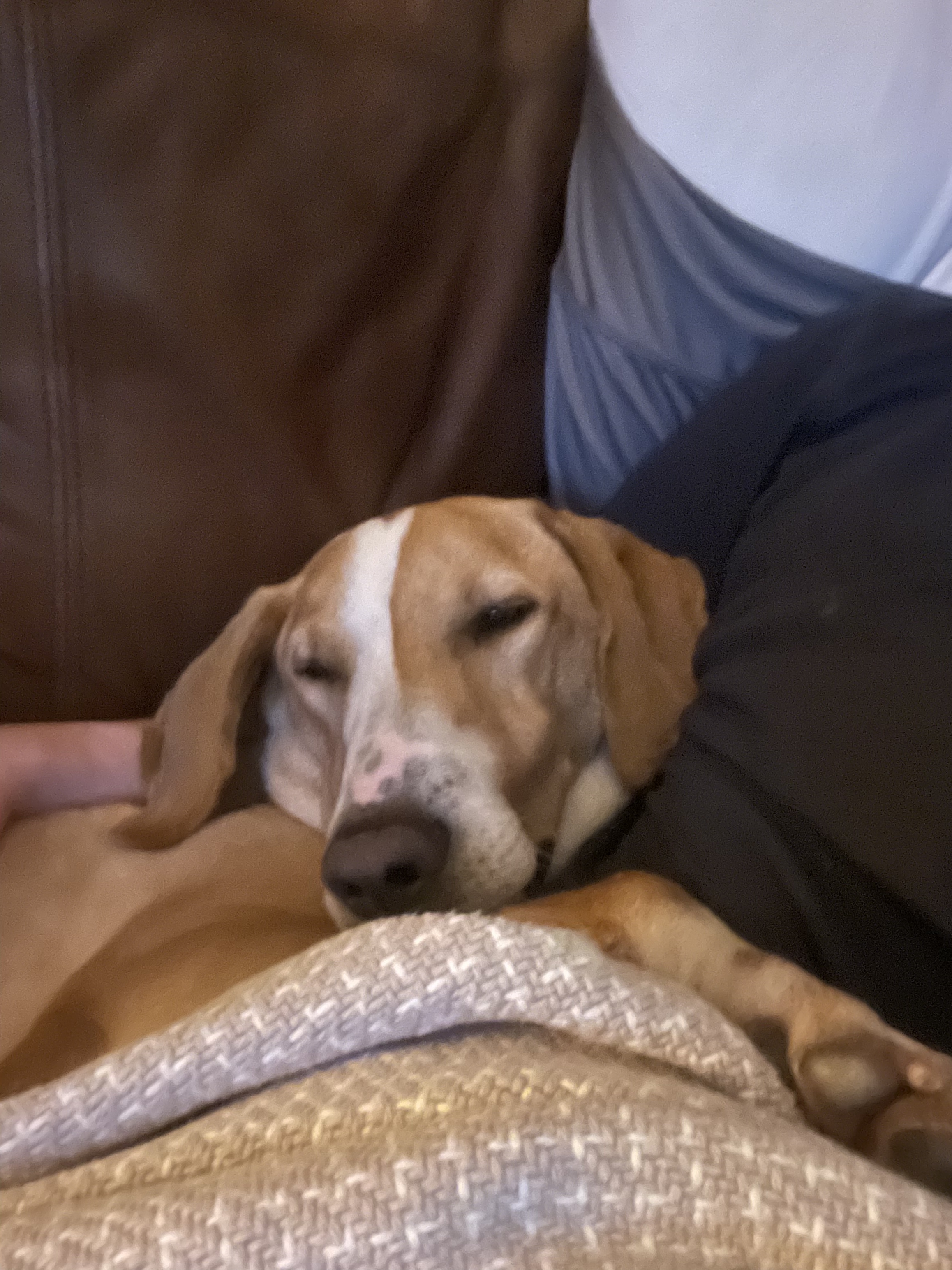 Boone, an adoptable Hound in New Orleans, LA, 70116 | Photo Image 4