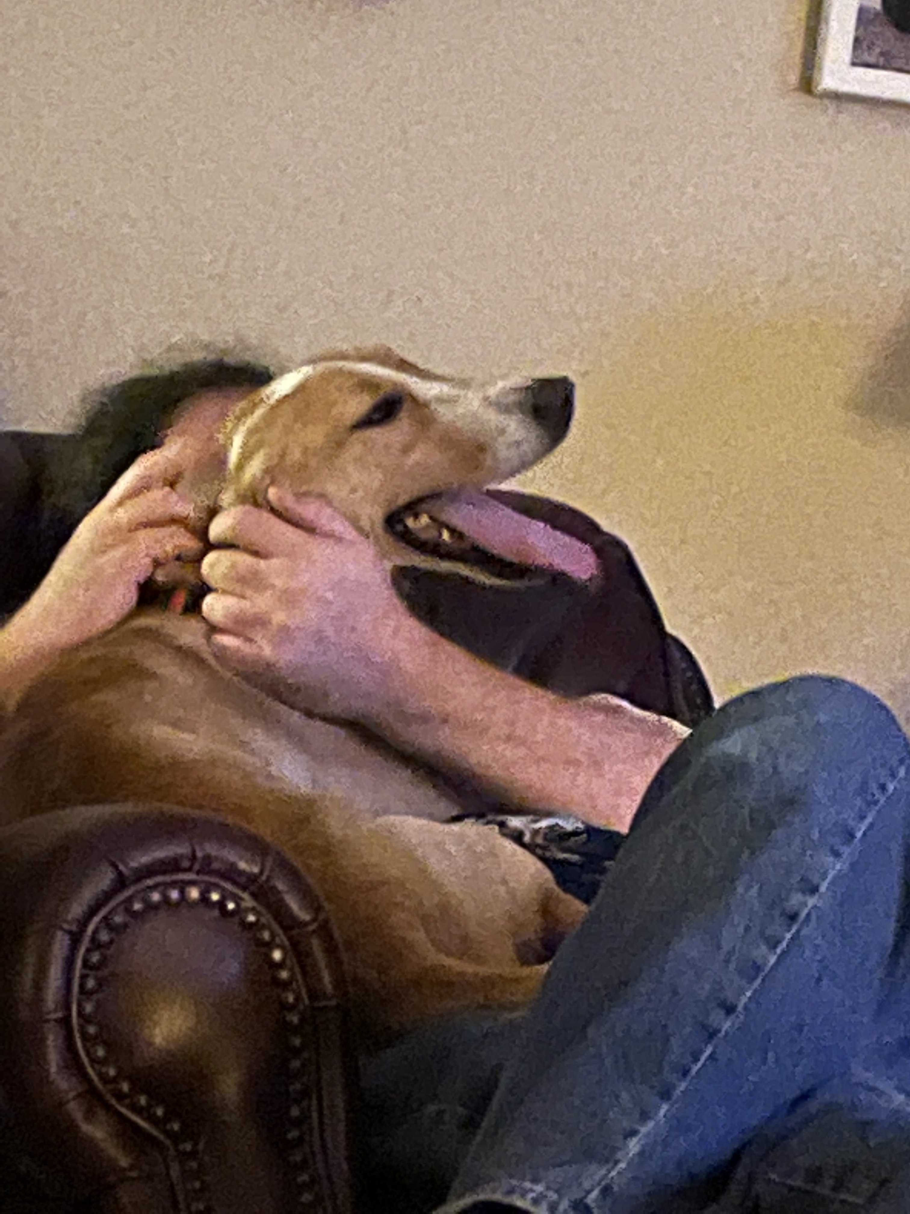 Boone, an adoptable Hound in New Orleans, LA, 70116 | Photo Image 6