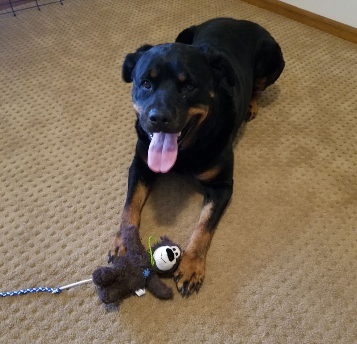 Scout, an adoptable Rottweiler in Lincoln, NE_image-1